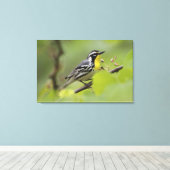 Male Gele-troebele Warbler, Dendroica Canvas Afdruk (Insitu (Houten vloer))