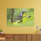 Male Gele-troebele Warbler, Dendroica Canvas Afdruk (Insitu (Woonkamer))