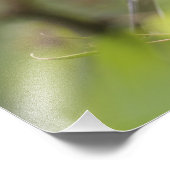 Male Gele-troebele Warbler, Dendroica Foto Afdruk (Hoek)