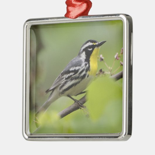 Male Gele-troebele Warbler, Dendroica Metalen Ornament (Links)