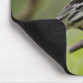 Male Gele-troebele Warbler, Dendroica Muismat (Hoek)