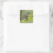 Male Gele-troebele Warbler, Dendroica Vierkante Sticker (Tas)