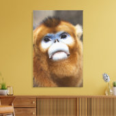 Male Golden Monkey Pygathrix roxellana Canvas Afdruk (Insitu (Woonkamer))