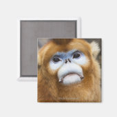 Male Golden Monkey Pygathrix roxellana Magneet (Voorkant / Achterkant)