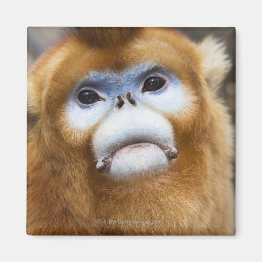 Male Golden Monkey Pygathrix roxellana Magneet (Voorkant)