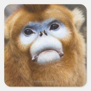 Male Golden Monkey Pygathrix roxellana, portret Vierkante Sticker