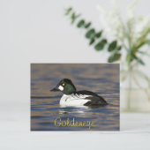 Male Goldeneye Duck Briefkaart (Staand voorkant)