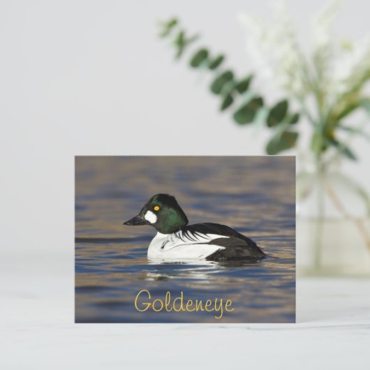 Male Goldeneye Duck Briefkaart (Staand voorkant)