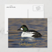 Male Goldeneye Duck Briefkaart (Voorkant / Achterkant)