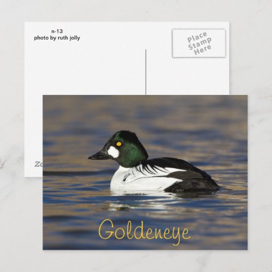 Male Goldeneye Duck Briefkaart (Voorkant / Achterkant)