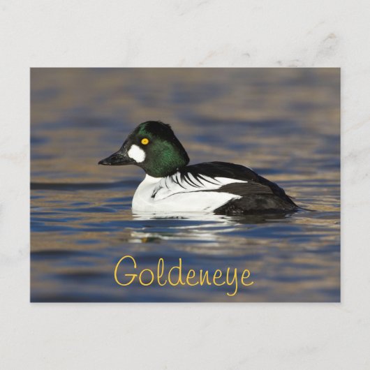 Male Goldeneye Duck Briefkaart (Voorkant)
