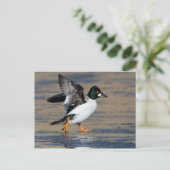Male Goldeneye-duck flappend op ijs Briefkaart (Staand voorkant)