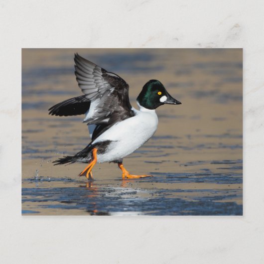 Male Goldeneye-duck flappend op ijs Briefkaart (Voorkant)