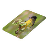 Male Goldfinch Magneet (Linkerzijde)