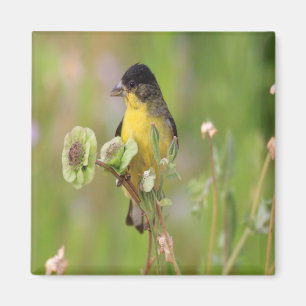 Male Goldfinch op bloemen Magneet