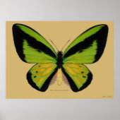 Male Goliath birdwing Butterfly Poster (Voorkant)