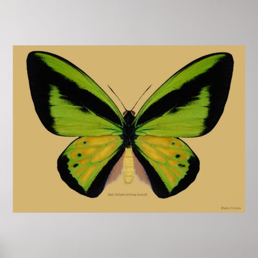 Male Goliath birdwing Butterfly Poster (Voorkant)