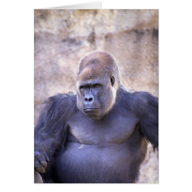 Male Gorilla (Voorkant)