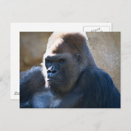 Male Gorilla Briefkaart (Voorkant / Achterkant)