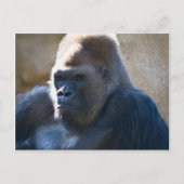 Male Gorilla Briefkaart (Voorkant)