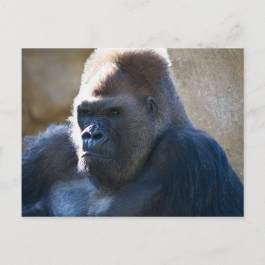 Male Gorilla Briefkaart (Voorkant)