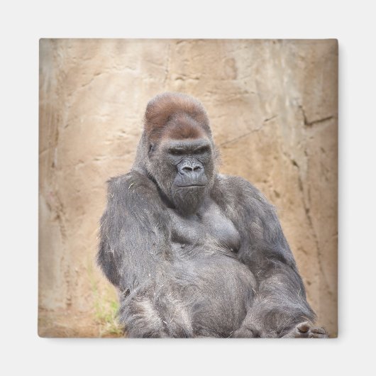 Male Gorilla Magneet (Voorkant)