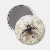 Male Ground Crab Spider Magnet (Voorkant / Achterkant)