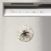 Male Ground Crab Spider Magnet (Insitu (Vaatwasser))