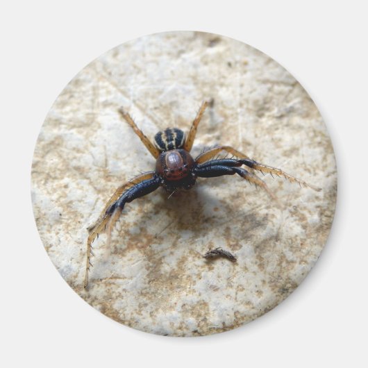 Male Ground Crab Spider Magnet (Voorkant)