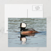 Male Hooded Merganser Duck Photo Briefkaart (Voorkant / Achterkant)