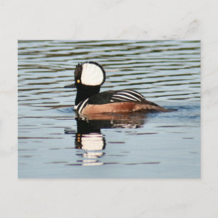 Male Hooded Merganser Duck Photo Briefkaart