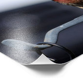 Male House Finch Foto Afdruk (Hoek)