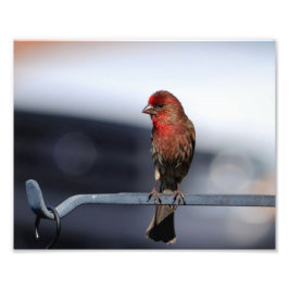 Male House Finch Foto Afdruk