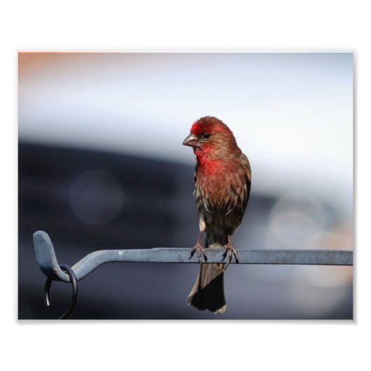 Male House Finch Foto Afdruk (Voorkant)