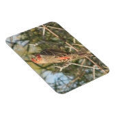 Male House Finch Magneet (Rechterzijde)