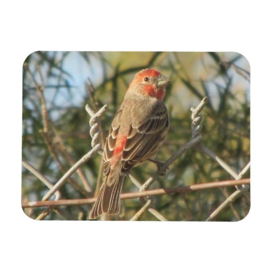 Male House Finch Magneet (Horizontaal)