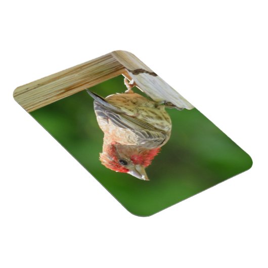 Male House Finch Magnet Magneet (Rechterzijde)