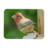 Male House Finch Magnet Magneet (Horizontaal)