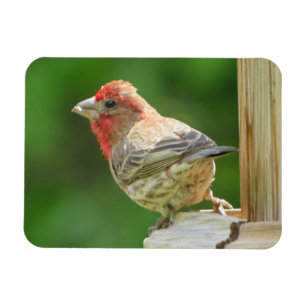 Male House Finch Magnet Magneet