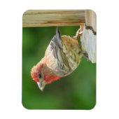 Male House Finch Magnet Magneet (Verticaal)