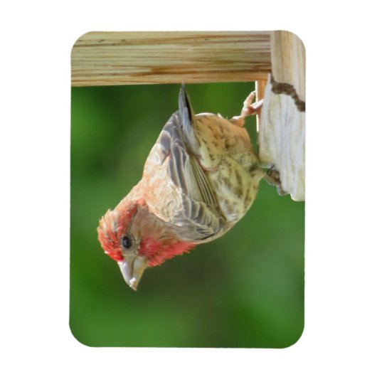 Male House Finch Magnet Magneet (Verticaal)