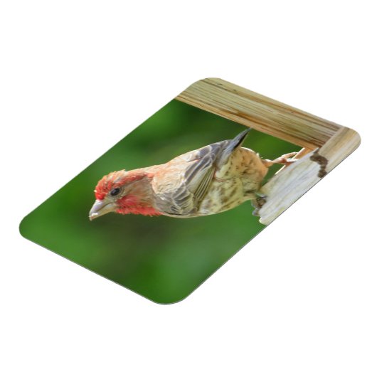 Male House Finch Magnet Magneet (Linkerzijde)