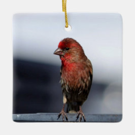 Male House Finch Ornament