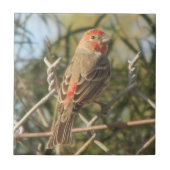 Male House Finch Tile Tegeltje (Voorkant)