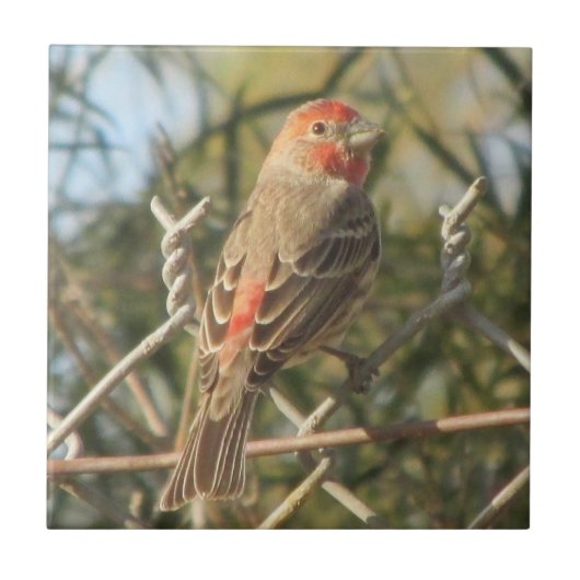 Male House Finch Tile Tegeltje (Voorkant)