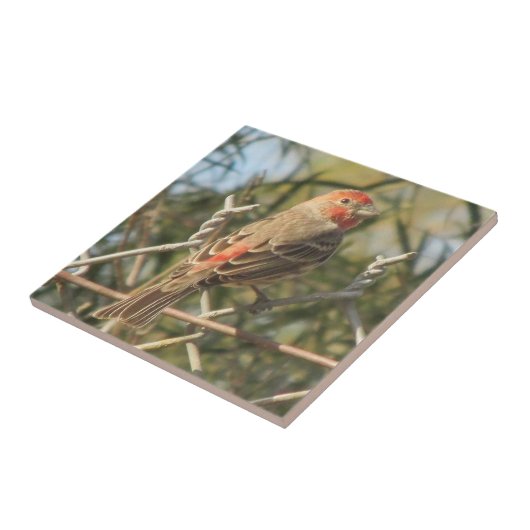 Male House Finch Tile Tegeltje (Zijkant)