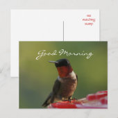 Male Hummingbird Briefkaart- aanpassen Briefkaart (Voorkant / Achterkant)