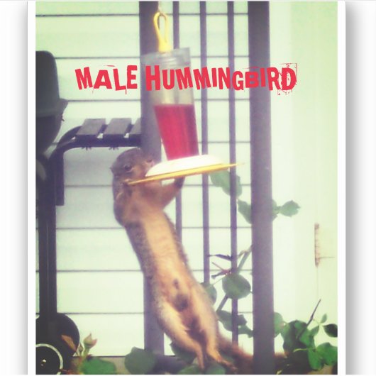MALE HUMMINGBIRD STICKER (Voorkant)