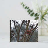 Male Kardinaal speelt nog steeds Funny Briefkaart (Staand voorkant)