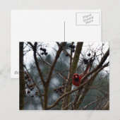 Male Kardinaal speelt nog steeds Funny Briefkaart (Voorkant / Achterkant)